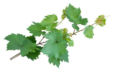 Fototapeta premium Grape branch with young green leaves on transparent background.Grapevine.