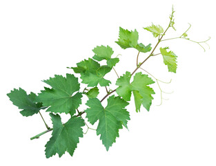 Obraz premium Grape branch with young green leaves on transparent background.Grapevine.