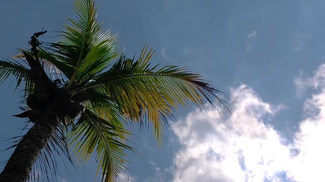 Low angle view of coconut palm tree leaves blowing in the wind against blue sky with clouds, tropical windy day b-roll footage