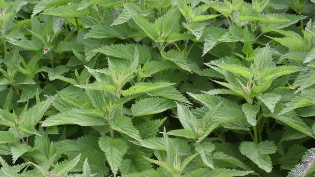 Green stinging nettle plants growing densely in wild summer meadow