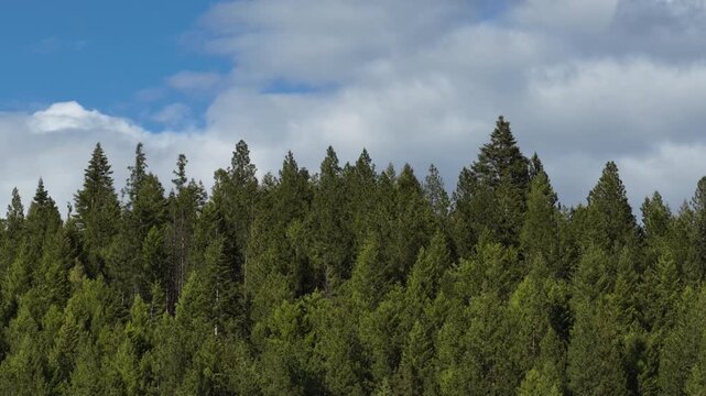 Aerial of dense forest landscape in Shoshone County Idaho featuring evergreen trees under a partly cloudy and sunny sky in spring near Kellogg