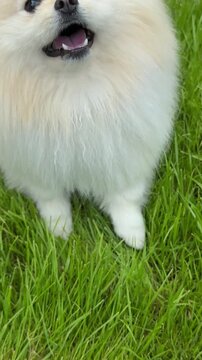 Cute dog Pomeranian spitz is yapping vertical video with sound.
