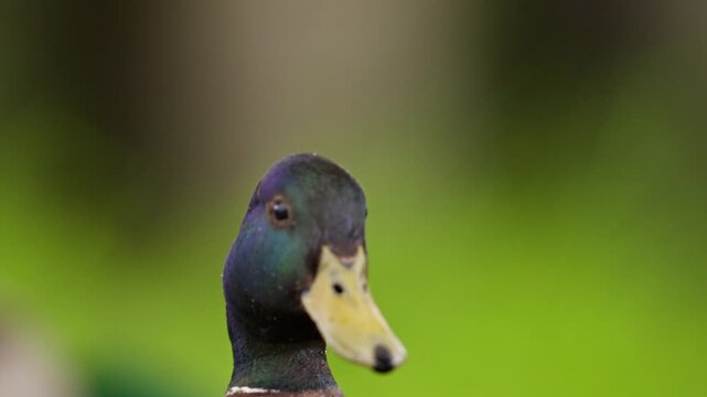 Closeup on head of drake mallard duck with iridescent green plumage