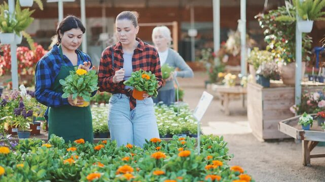 Female salesperson helps young woman buyer chooses calendula in pot in flower shop 