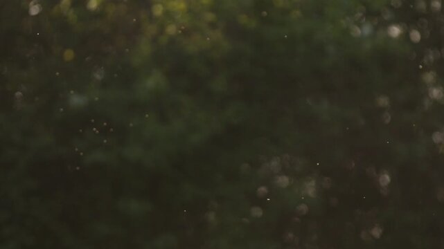 Atmospheric shot of glowing dust particles, pollen, or tiny insects drifting and swirling in the air.