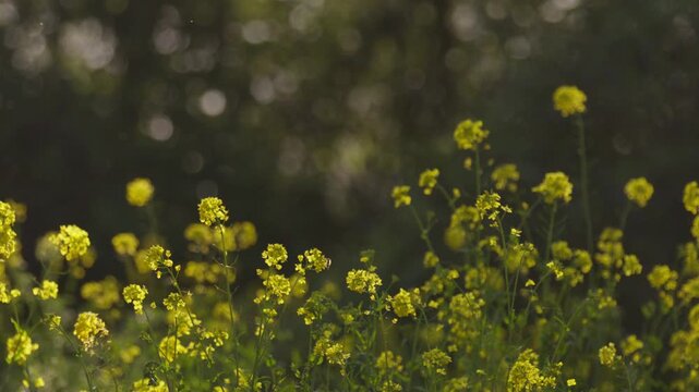 Atmospheric shot of glowing dust particles, and insects drifting and flying around bright yellow flowers on a sunny morning in a magical woodland.