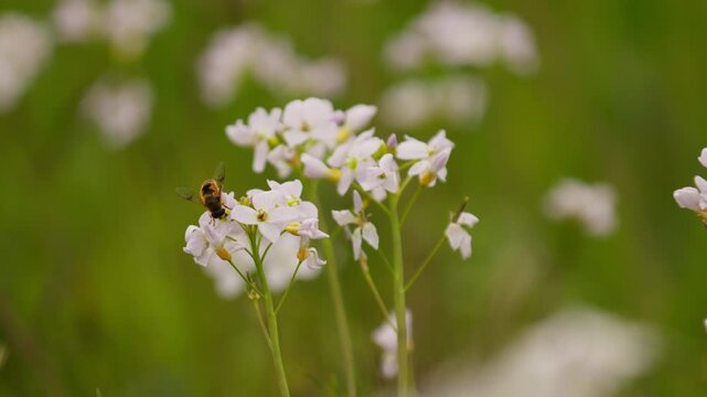 A macro shot of a bee resting and foraging on a cluster of delicate white wildflowers with tight focus, slow motion