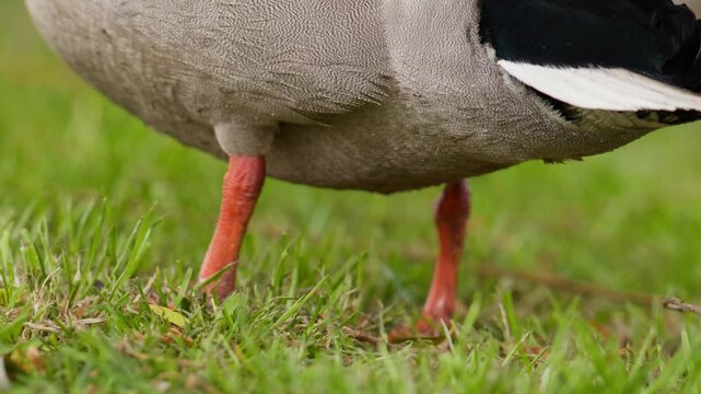 Telephoto closeup view on belly and orange legs of drake mallard duck on grass
