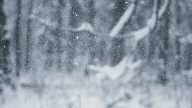 Gentle snowflakes falling in winter forest with shallow depth of field and soft focus background for atmospheric seasonal footage.