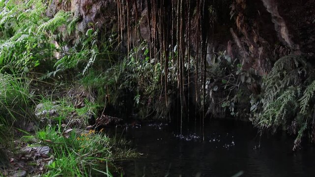 Natural freshwater spring with hanging roots, dense vegetation, ferns, and rock formations creating a small water pool near La Garita Canyon, Sierra P&eacute;njamo, Guanajuato, Mexico