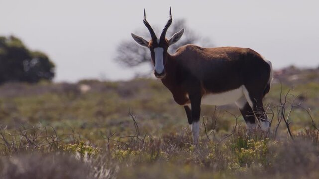 A solitary blesbok stands alert in a dry, scrubby savanna landscape, looking towards the camera