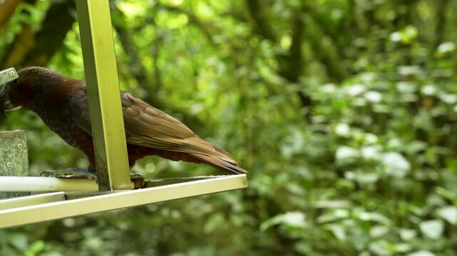 A smart kaka parrot, Nestor meridionalis, using its beak and claws on a feeder contraption to display intelligent behavior in New Zealand, close-up view
