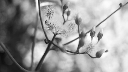 The plant in the image is most likely Cyanthillium cinereum, commonly known as Little Ironweed. Taken from Las Pinas, NCR, Philippines.
