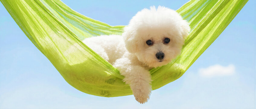 Cute white Bichon Frise puppy lying in a green hammock against a blue sky. The small fluffy dog looks relaxed while enjoying a sunny day outdoors. Summer vacation and pet leisure concept, ideal for.