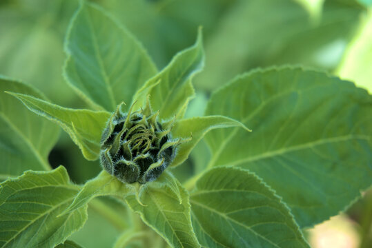 sunflower plant in early bud