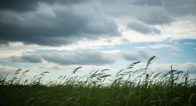 Dramatic sky over grassy field storm clouds and windblown meadow landscape
