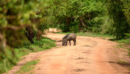 Naklejka premium Wild boar crossing a dirt road in Yala National Park, Sri Lanka, surrounded by lush tropical forest