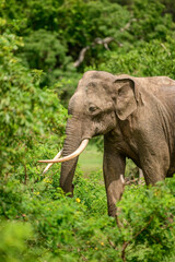 Fototapeta premium Majestic elephant tusker in natural habitat. Sri Lankan elephant tusker foraging through lush greenery at Yala National Park, Sri Lanka