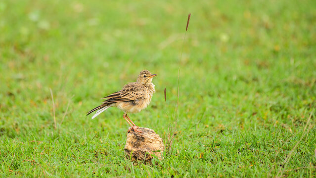 Paddyfield pipit perched and puffed-up on a rock in a grassy habitat at Yala National Park, Sri Lanka.