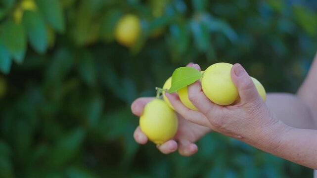 Adult Woman Picking Fresh Lemons In A Garden Yard. Tracking Shot