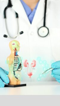 The doctor holds an anatomical model next to a 3D digital model of the male urinary system. Men's health, urology, urinary tract infection prevention, benign prostatic hyperplasia, and early diagnosis