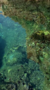 High angle view of transparent ocean water revealing mossy rocks and marine life near the shore.