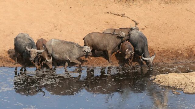 African of Cape buffaloes (Syncerus caffer) drinking at a waterhole, Kruger National Park, South Africa