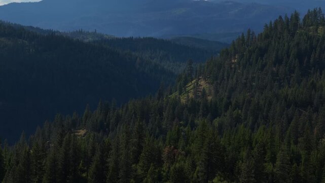 Aerial of dense pine forest landscape in Shoshone County Idaho showing deep evergreen woods and rolling hills under natural light in spring near Kellogg