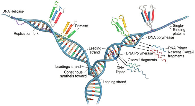 Dna replication process vector illustration, molecular biology concept art, genetic science diagram