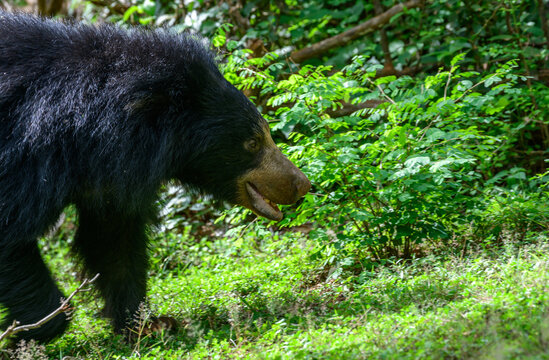 Sloth bear walking through forest habitat in Yala National Park, Sri Lanka. Rare wildlife safari encounter