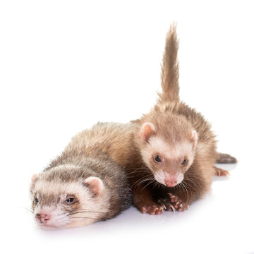 ferrets in studio