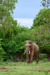 Fototapeta premium Asian tusker elephant standing in a forest clearing of Yala National Park. Endangered wildlife in a natural jungle habitat