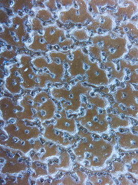 Macro texture of brown leather background with selective focus and copy space Concept - a virus under a microscope High quality