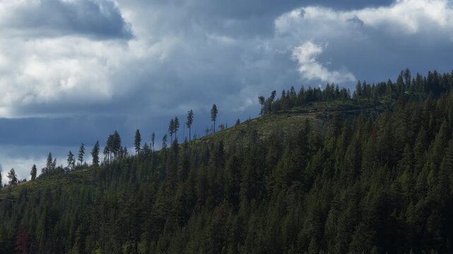 Aerial of dense forest on a hillside in Shoshone County Idaho under dramatic cloudy skies in spring near Kellogg