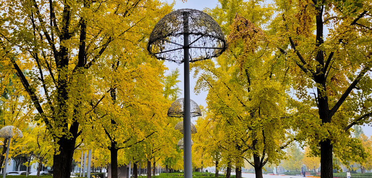 Beijing olympic forest park in autumn