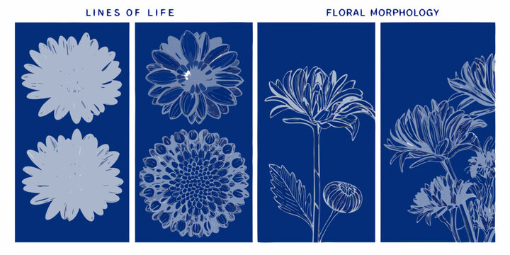 Floral morphology illustrations with detailed chrysanthemum blooms on blue backgrounds