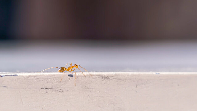Single Small Orange Ant Walking Along the Edge of a White Surface Against a Soft Blurred Neutral Background