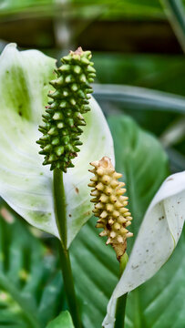 Close-up View of Spathiphyllum Peace Lily Flowers Featuring Distinctive White Spathes and Textured Green and Yellow Spadix Structures
