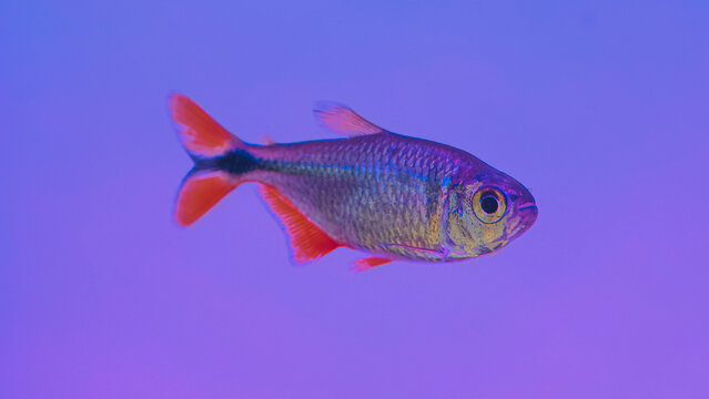 Vibrant iridescent tropical fish with striking orange-red fins swimming gracefully in a tranquil purple-blue aquarium, a captivating underwater creature