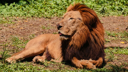 A magnificent male lion with a striking golden mane rests peacefully on the sunlit ground, exuding power and the serene majesty of the wild in its natural habitat, with a subtle glance to the side © Prime