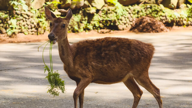 Brown deer grazing on green foliage on a paved road near a stone wall