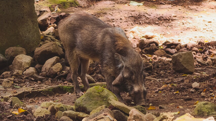 Fototapeta premium A Wild Visayan Warty Pig Foraging for Food in a Natural Tropical Forest Habitat Environment