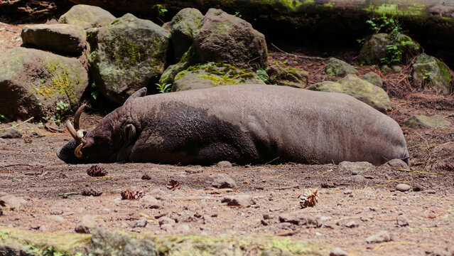 A Sumatran rhinoceros resting peacefully on the ground in a naturalistic zoo enclosure with large rocks