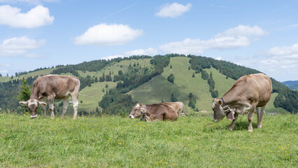 Obraz premium Cows of the Allgaeu in Bavaria - Free living Cattle on Green Mountains