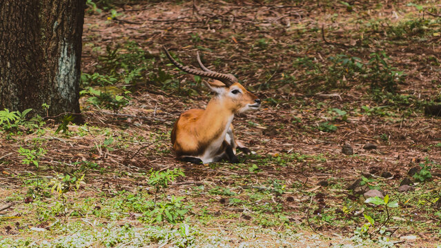 Wild antelope resting on the forest ground near a tree in a natural woodland environment, showcasing wildlife in its peaceful habitat outdoors