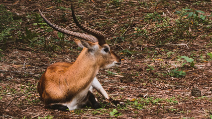 Majestic Red Lechwe Antelope Resting on Earthy Ground in a Natural Wilderness Habitat © Prime