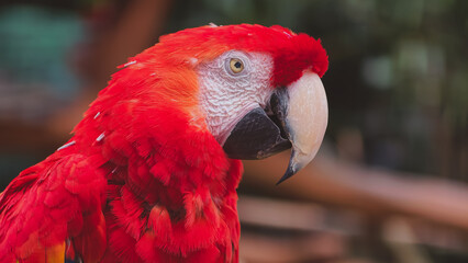 Close up portrait of a vibrant red macaw parrot showcasing its colorful feathers and distinctive white facial patch in nature © Prime