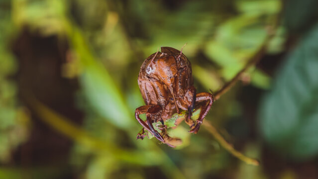 Detailed macro of brown insect exoskeleton shell on green plant stem in nature