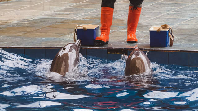 Professional Trainer in Orange Boots Interacting with Two Friendly Dolphins in a Marine Park Pool