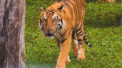 Obraz premium Majestic Bengal tiger walking on green grass in the wild